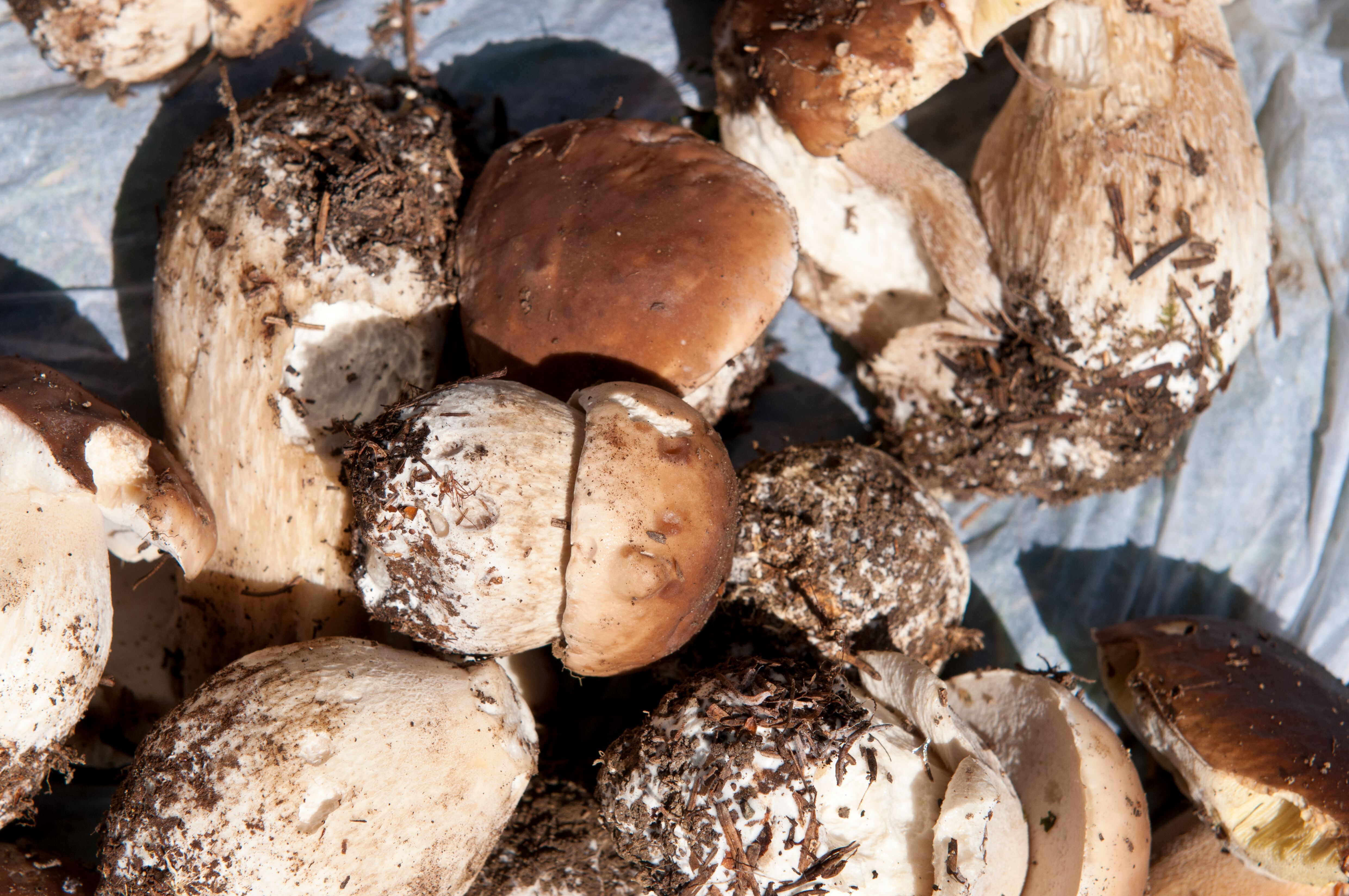 gesammelte Steinpilze auf Handtuch ausgebreitet