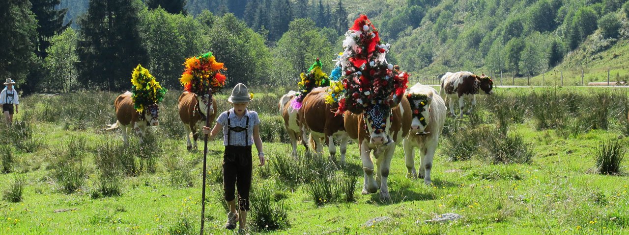 Mehr als 500 Tiere werden an einem Tag in Auffach ins Tal getrieben, © Wildschönau Tourismus