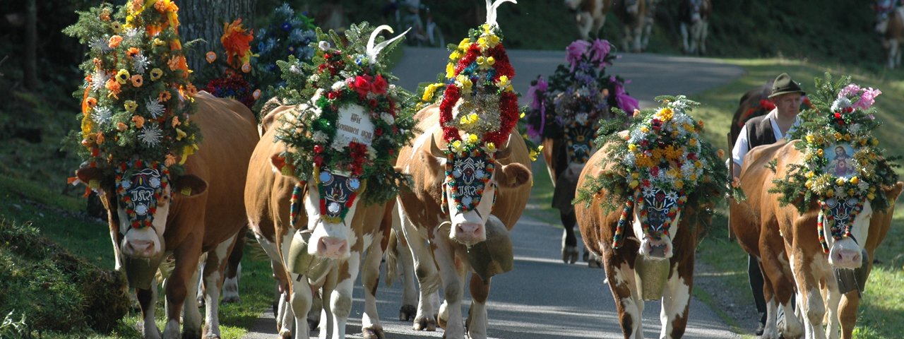 Almabtrieb durch das Falzthurntal in Richtung Pertisau, © Gramaialm