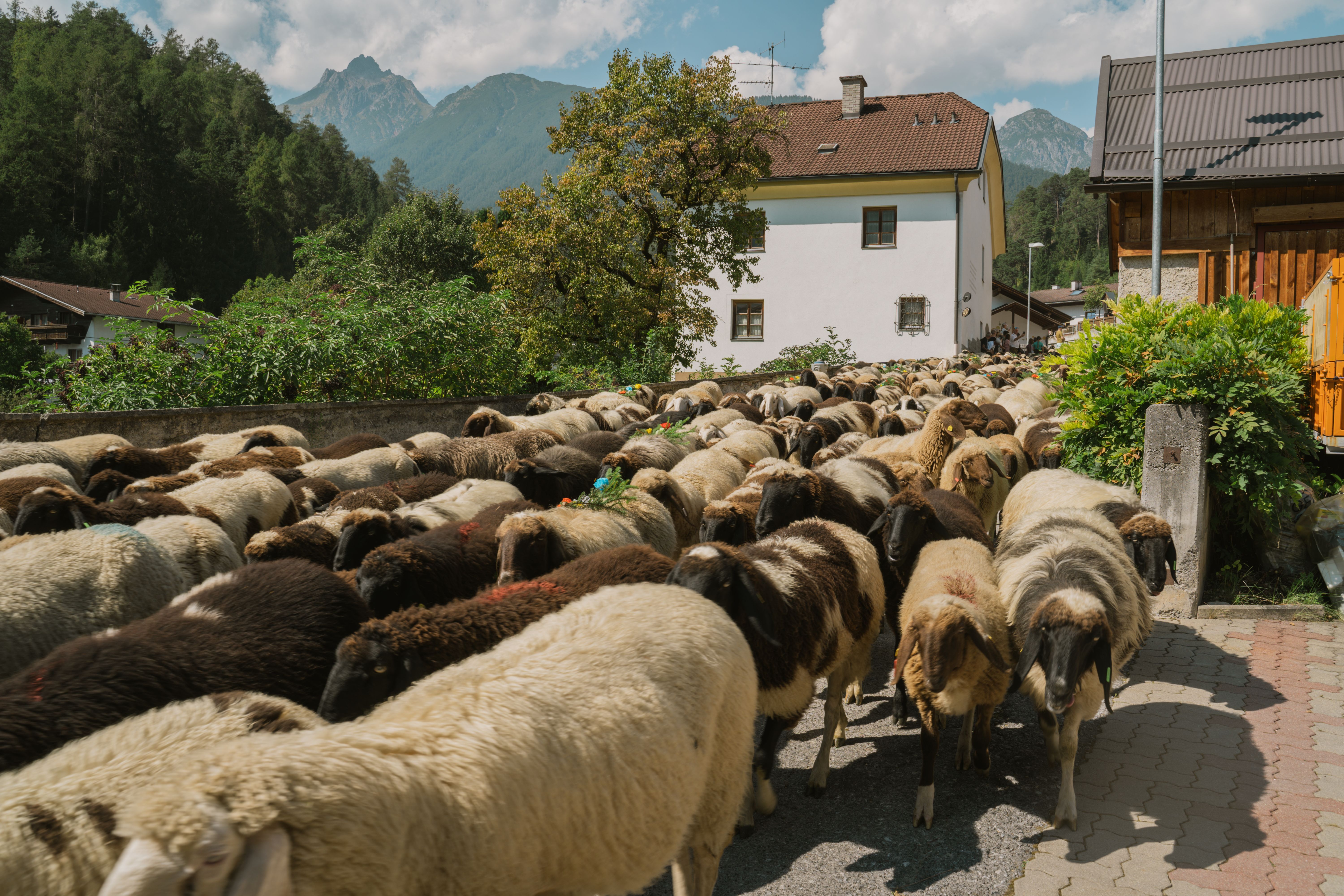 Schafe füllen die Straßen von Tarrenz